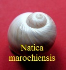 Natica marochiensis, Gmelin 1791